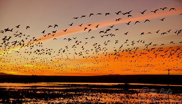 015 Snow Geese - NM