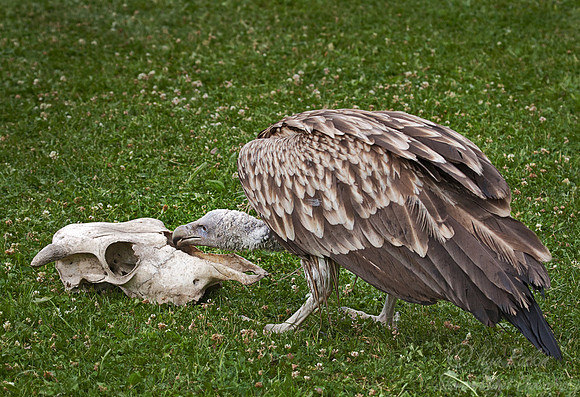 053 Himalayan Griffon (Gyps himalayensis) - Kazakhstan
