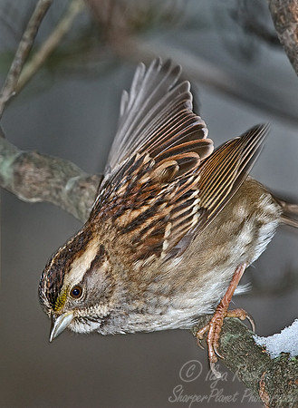012 Savannah Sparrow - NJ