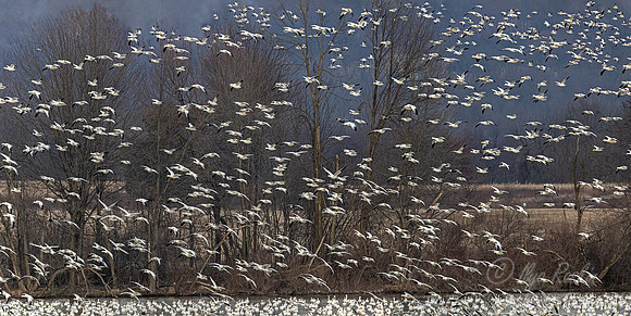 298 Snow geese (Anser caerulescens) - PA