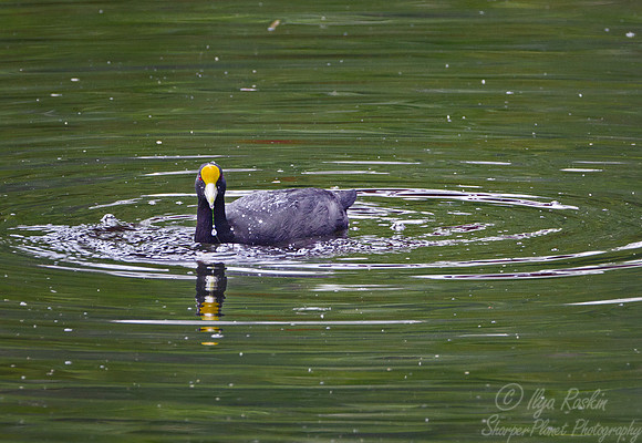 050 White-winged Coot (Fulica leucoptera) - Argentina