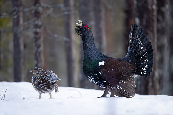 069 Capercaillie (Tetrao urogallus) - Finland