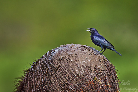 094 Shiny Cowbird (Molothrus bonariensis) riding  Capybara - Ibera Wetlands Argentina