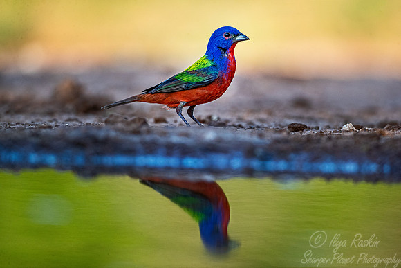 117 Painted bunting male (Passerina ciris) - TX