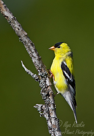 003 Gold Finch - MI