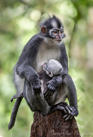 232 Thomas's langur (Presbytis thomasi) - Sumatra Indonesia
