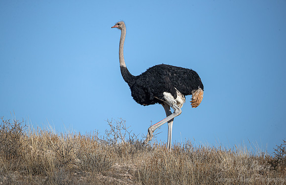 157 South African ostrich (Struthio camelus australis) - Kgalagadi Transfrontier Park SA