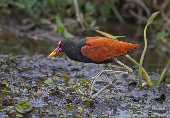 064 Wattled Jacana (Jacana jacana) - Ibera Wetlands Argentina