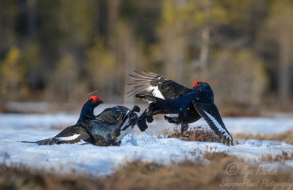 053 Black grouse (Lyrurus tetrix) - Finland
