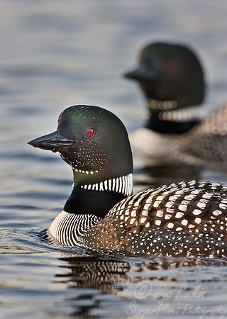 047 Common Loon - MI
