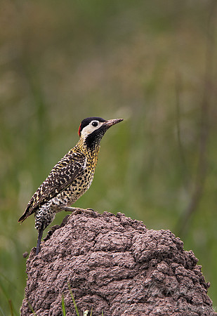 098 Golden-breasted Woodpecker (Colaptes melanolaimus) - Ibera Wetlands Argentina