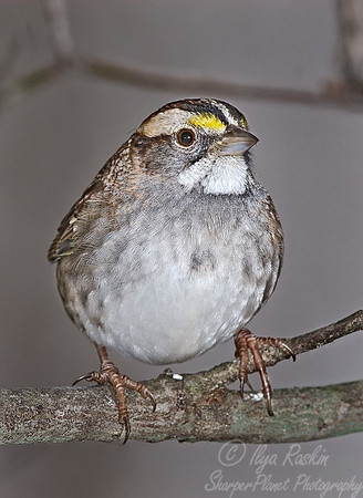 062 Savannah Sparrow - NJ