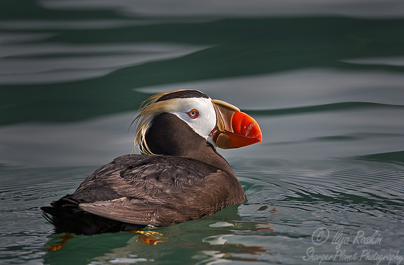 031 Tufted puffin (Fratercula cirrhata) -  Homer - AK