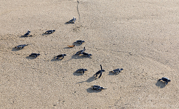193 Green sea turtles (Chelonia mydas) Sumatra Indonesia
