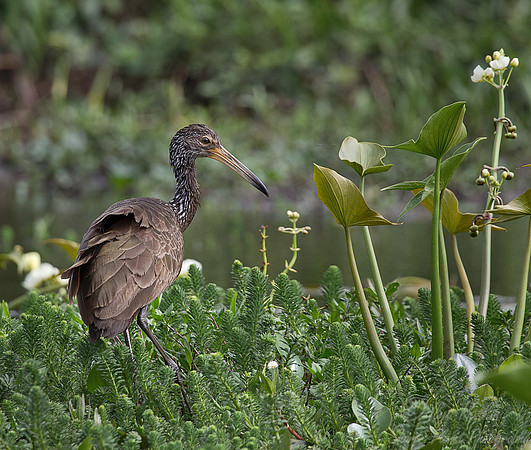 044 Limpkin (Aramus guarauna) - Ibera Wetlands Argentina