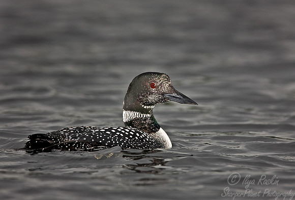 065 Common Loon - MI