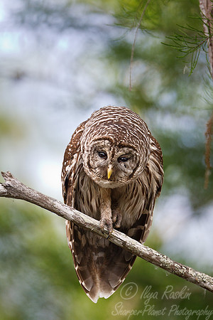150 barred owl (Strix varia)