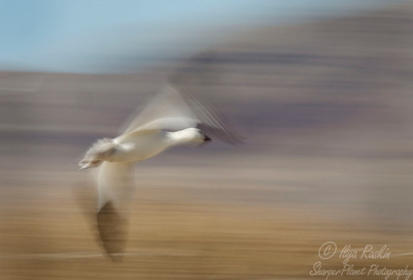 026 Snow Goose - NM_