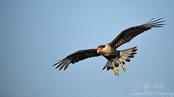 363 Crested caracara (Caracara plancus) - TX