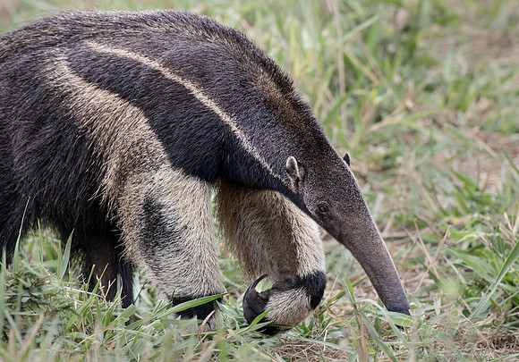 011 Giant anteater (Myrmecophaga tridactyla) - Pantanal Brazil