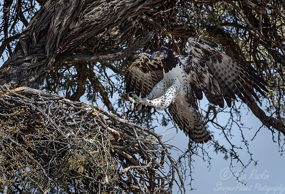 359 Martial eagle (Polemaetus bellicosus) - Kagalagadi Transfrontier Park SA