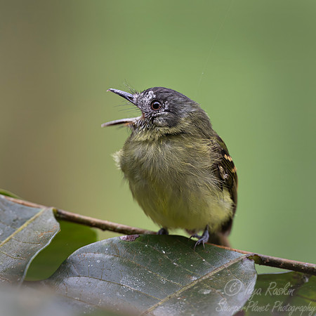 735 Slaty-capped flycatcher (Leptopogon superciliaris) - Ecuador