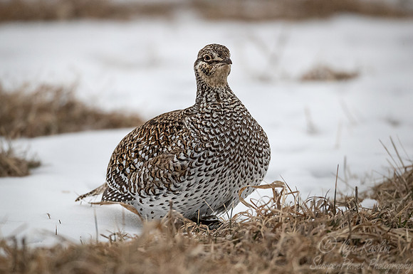 095 Sharp-tailed grouse (Tympanuchus phasianellus) - MN
