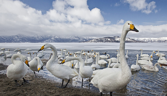 095 Whooper Swans (Cygnus cygnus) - Hokkaido Japan
