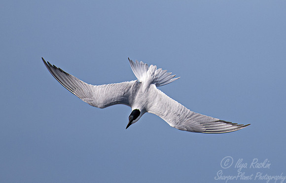 325 Gull-billed tern (Gelochelidon nilotica) - SC