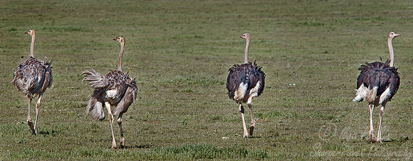 021 African Ostrich - Tanzania
