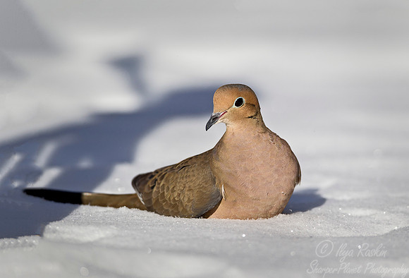 100 Mourning Dove (Zenaida macroura) - NJ