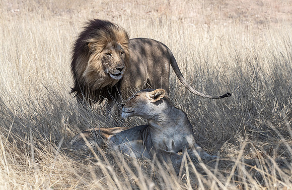 163 Lions (Panthera leo) - Kgalagadi Transfrontier Park SA