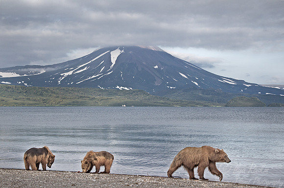 062 Brown Bear (Ursus arctos) - Kamchatka Russia