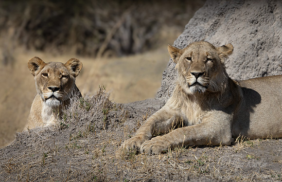 218 Lions (Panthera leo) - Botswana