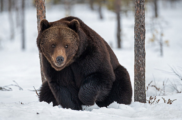 392 Eurasian brown bear (Ursus arctos arctos) - Finland