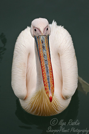 080 Great White Pelican (Pelecanus onocrotalus) - Namibia