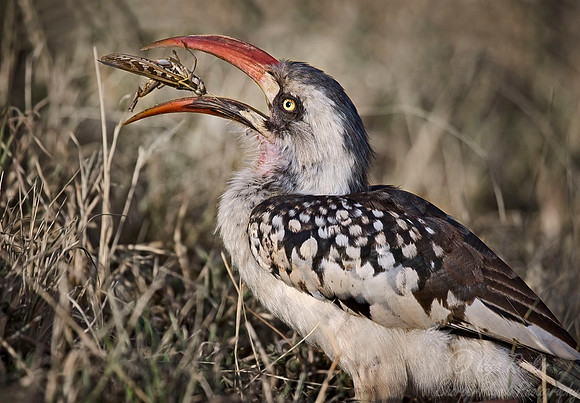 002 Red-billed Hornbill