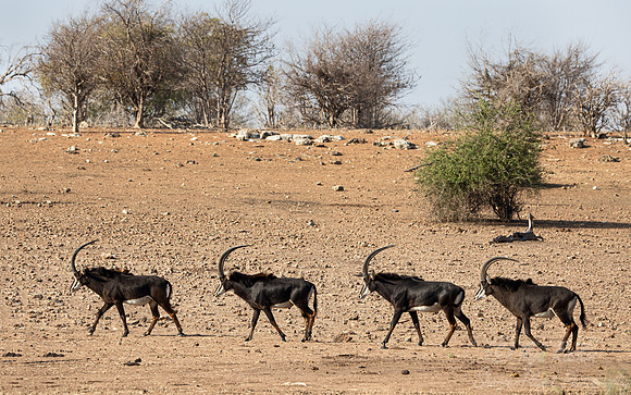 383 Roan antelopes (Hippotragus equinus) - Botswana