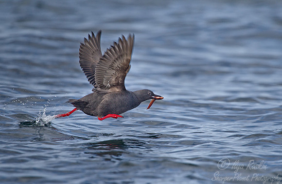 046 Pigeon Guillemot (Cepphus columba) Kuril Islands - Russia