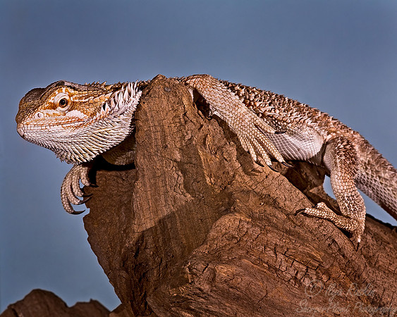 002_Bearded Dragon_1