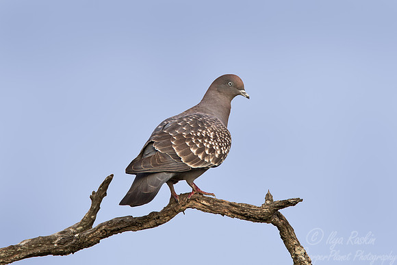 114 Spot-winged Pigeon (Patagioenas maculosa) - Ibera Wetlands Argentina