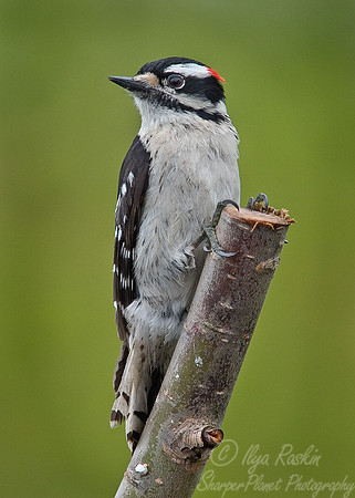 019 Downey Woodpecker - NJ