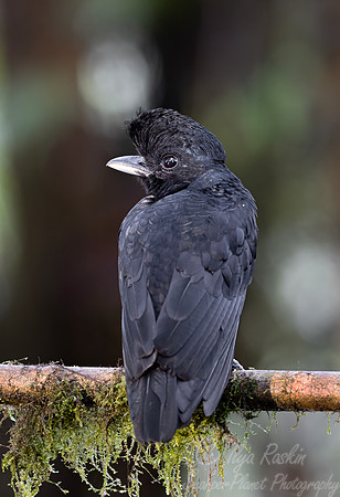 747 Long-wattled umbrellabird (Cephalopterus penduliger) - Ecuador