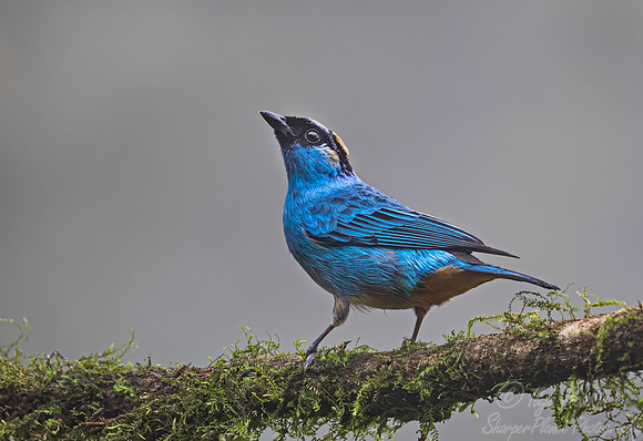 669 Golden-naped tanager (Chalcothraupis ruficervix) - Ecuador