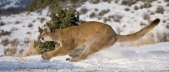 010_Mountain Lion