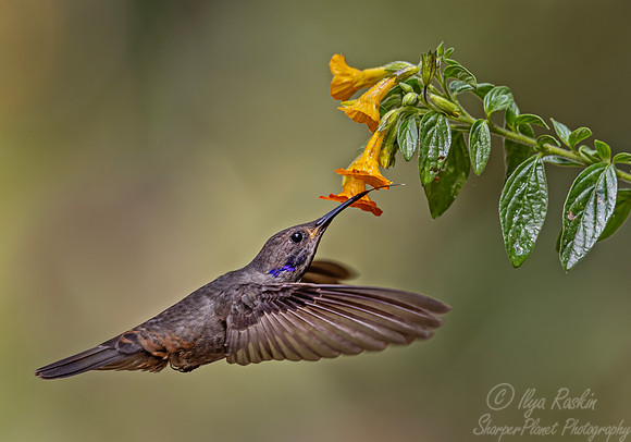 448 Brown violetear (Colibri delphinae) - Colombia cloud forest