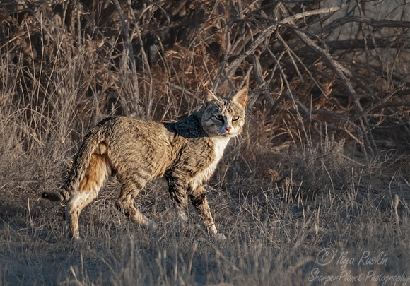 213 African wildcat (Felis lybica) - Kagalagadi Transfrontier Park SA