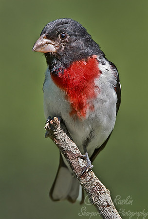 063 Rose-breasted Crosbeak male - PA