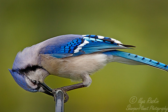 016 Blue Jay - NJ