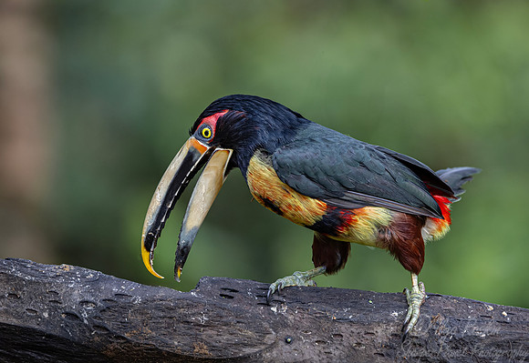 767 Collared aracari or collared araçari (Pteroglossus torquatus) - Ecuador